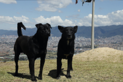 perritos negros en mirador